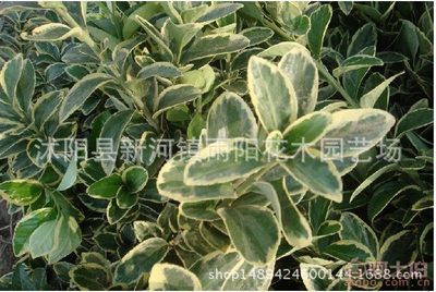 探訪沭陽新河鎮(zhèn)雨陽花木園藝場 優(yōu)質(zhì)綠化苗木，打造生態(tài)工程新篇章